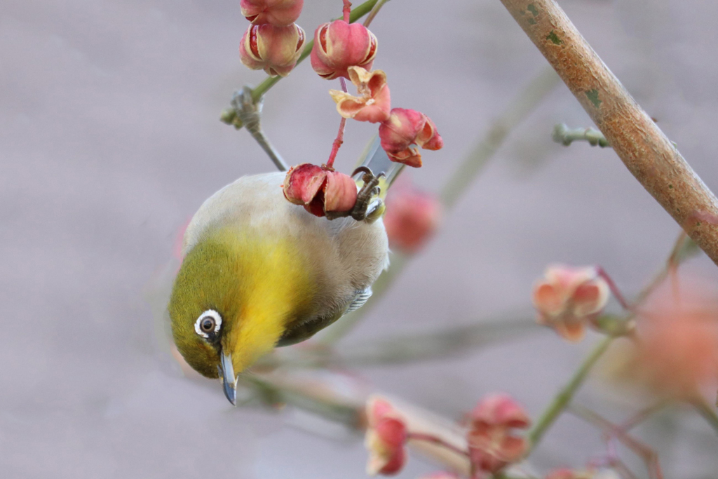 メジロさんとマユミさん