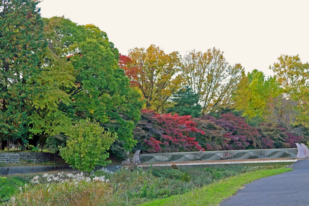 武蔵野の秋