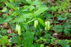 山野草・・ナルコユリ