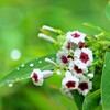 雨上がりに ２