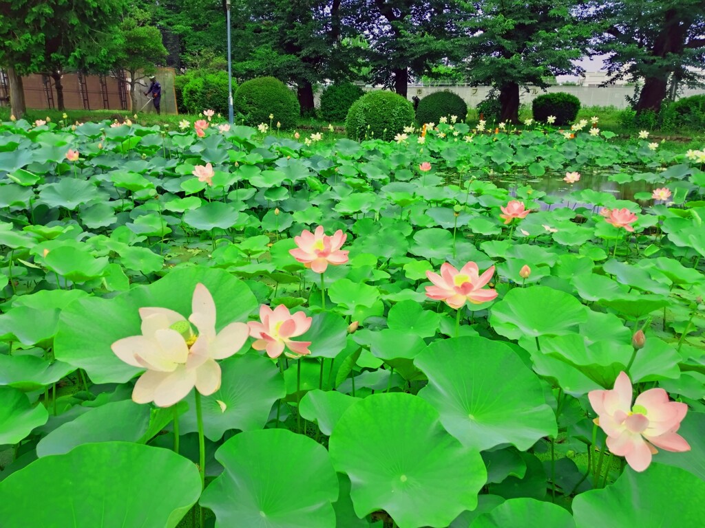 ひょうたん池の蓮たち