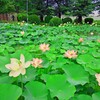 ひょうたん池の蓮たち