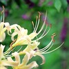 白い彼岸花