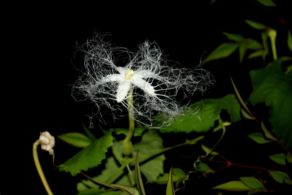 夜だけの花（２）