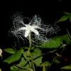 夜だけの花（２）