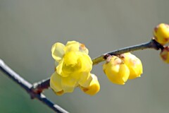 蝋梅咲き初む