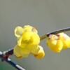 蝋梅咲き初む