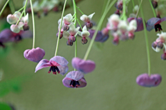 あけびの花が咲きました