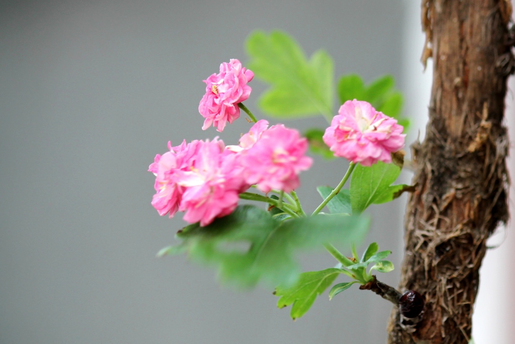 紅花サンザシ By Michy Id 写真共有サイト Photohito