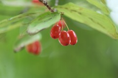 木漏れ日に輝く
