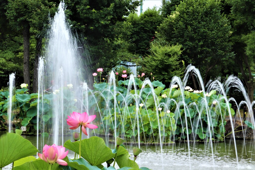 蓮の花と噴水
