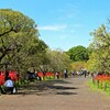 郷土の森 曼殊沙華まつり