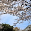 染井吉野