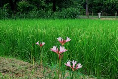 タヌキノカミソリが咲きました