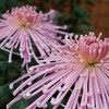 菊花展・大國魂神社