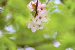 春風のいたずら