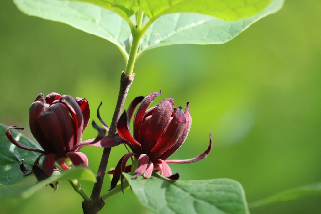 黒花蝋梅 ３ By Michy Id 写真共有サイト Photohito