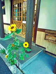 健気なひまわり
