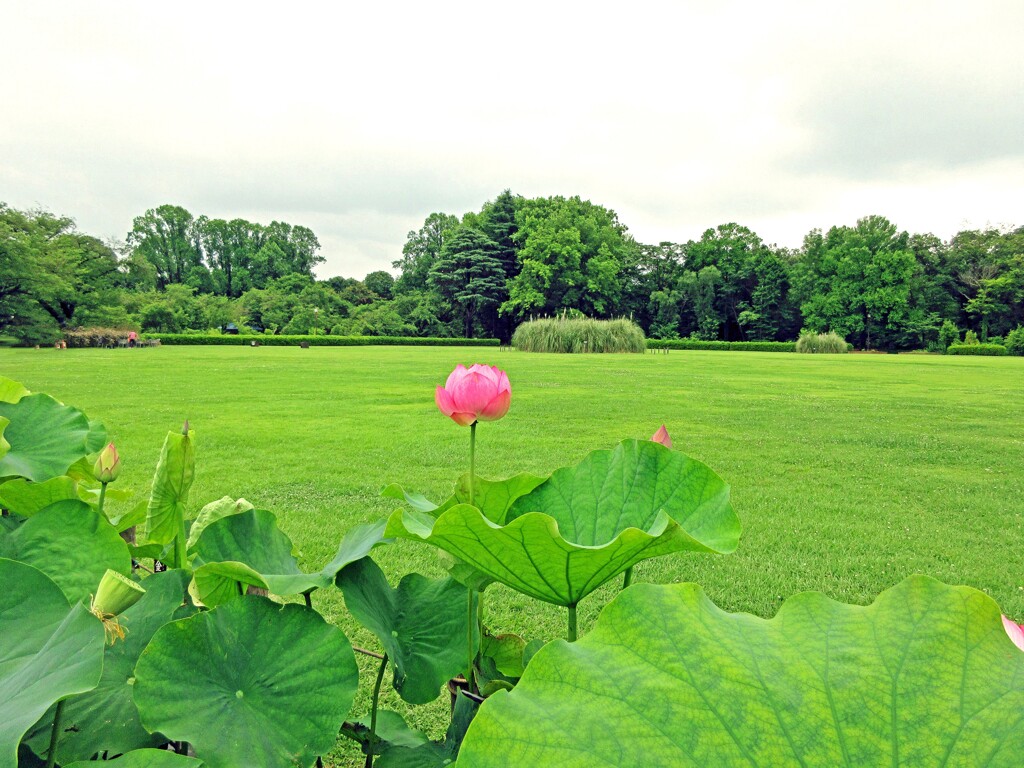 神代植物公園の蓮