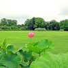 神代植物公園の蓮
