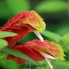 小海老草・ベロペロネ