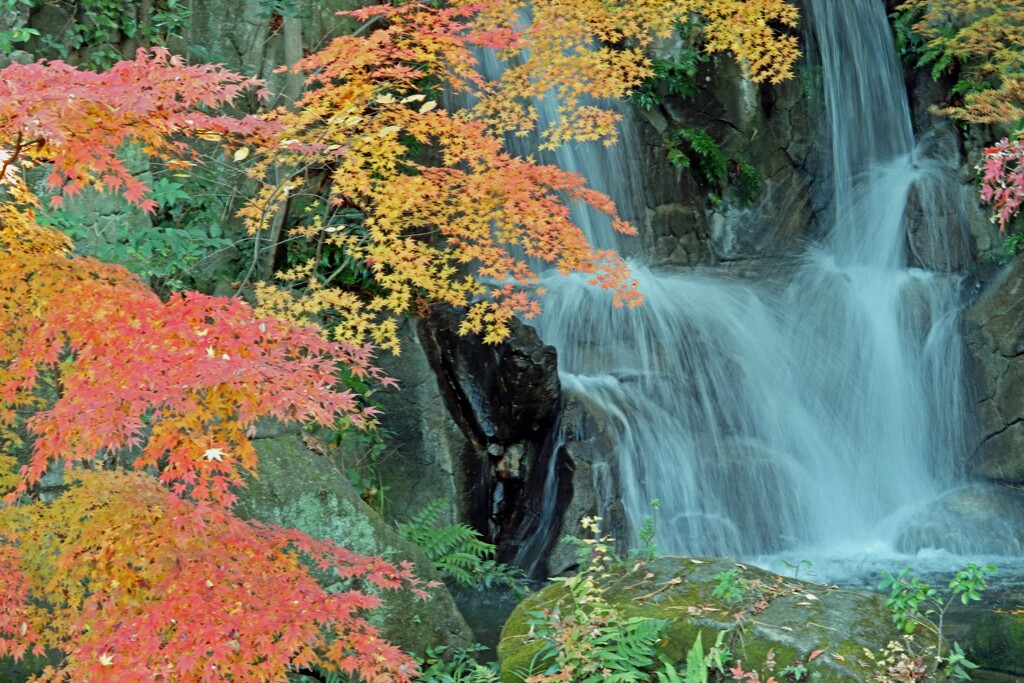 わたしの紅葉狩り