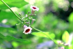 愛すべき小さなお花