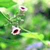 愛すべき小さなお花
