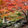 紅葉がやってきた