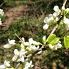 白花ハナズオウ