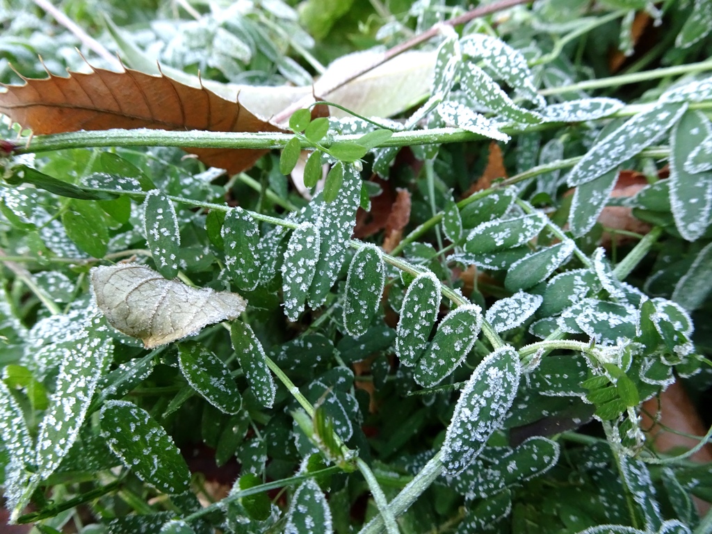 霜の花