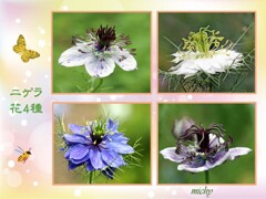 ニゲラの花 4種
