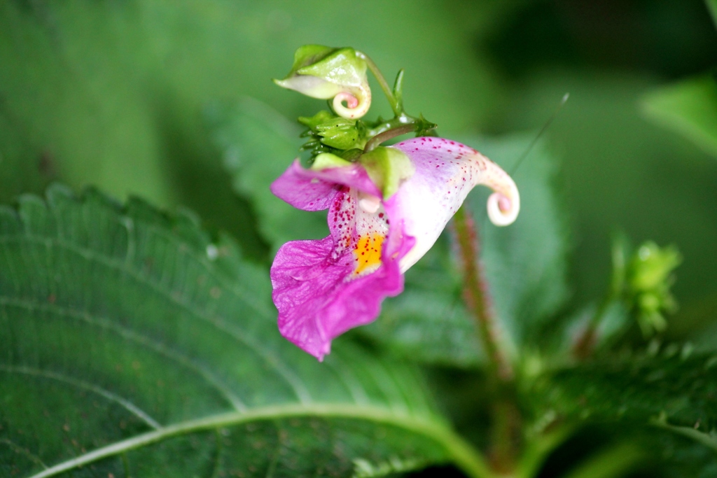 林の中の山野草