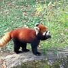 レッサーパンダ １