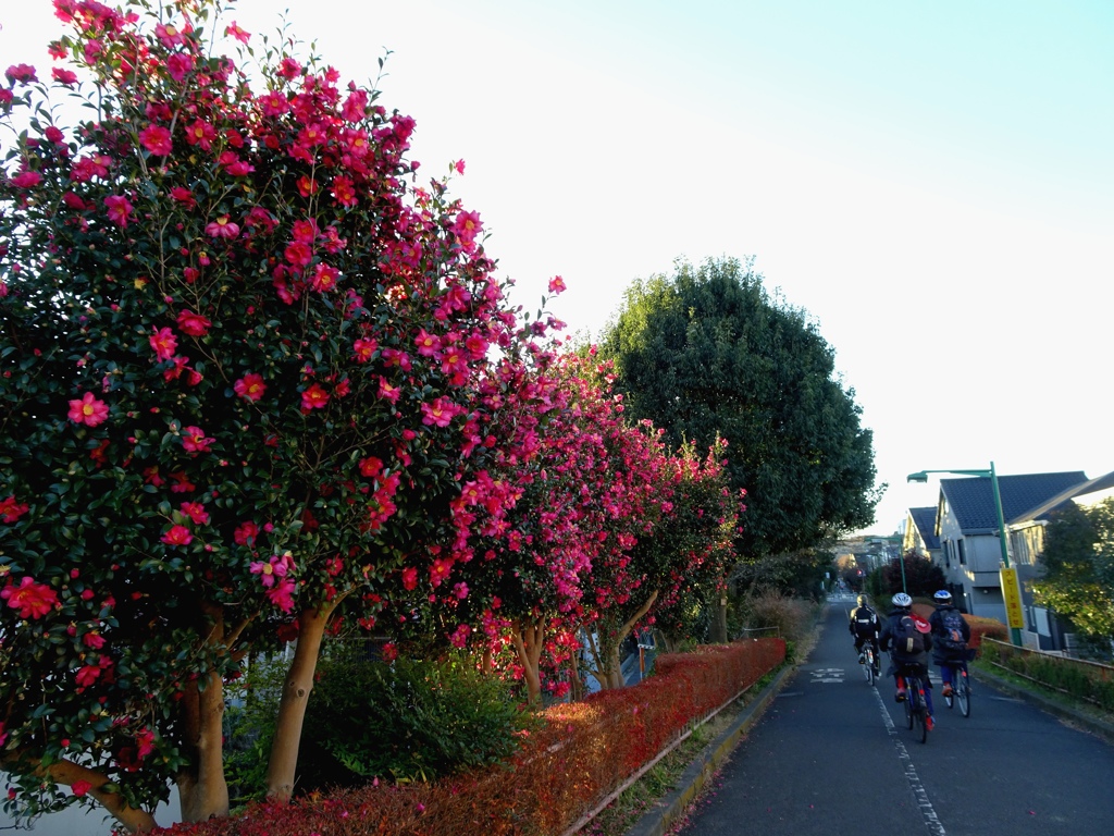 朝の遊歩道