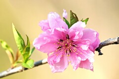 花桃