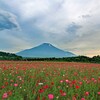 初夏の富士山（ポピー）