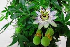 時計草の実