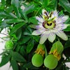 時計草の実