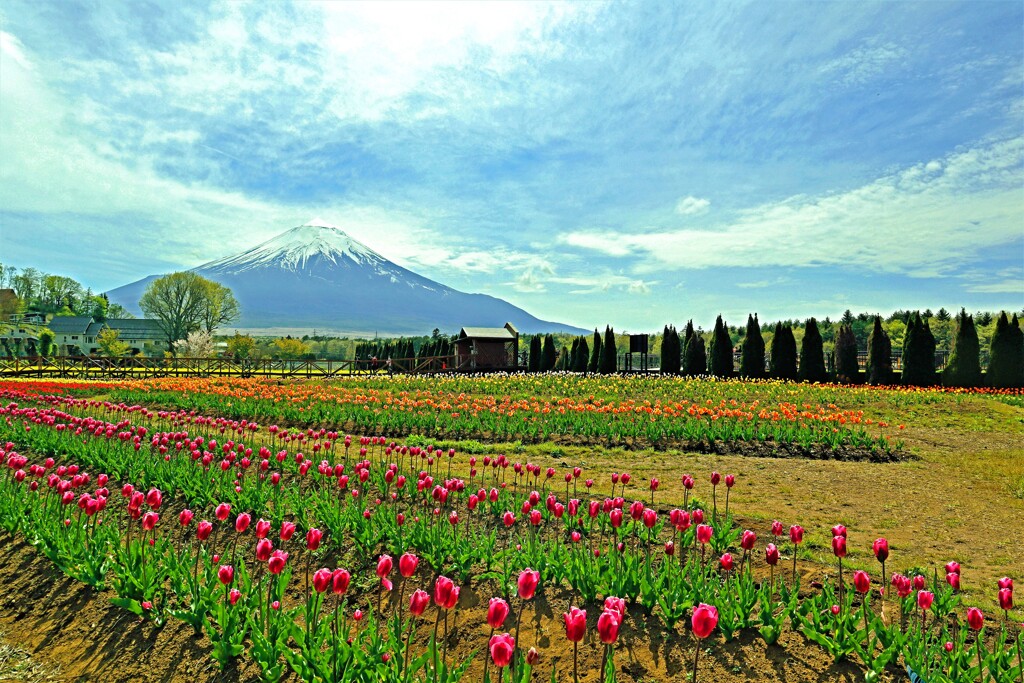 富士山とチューリップ