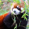 レッサーパンダ ２