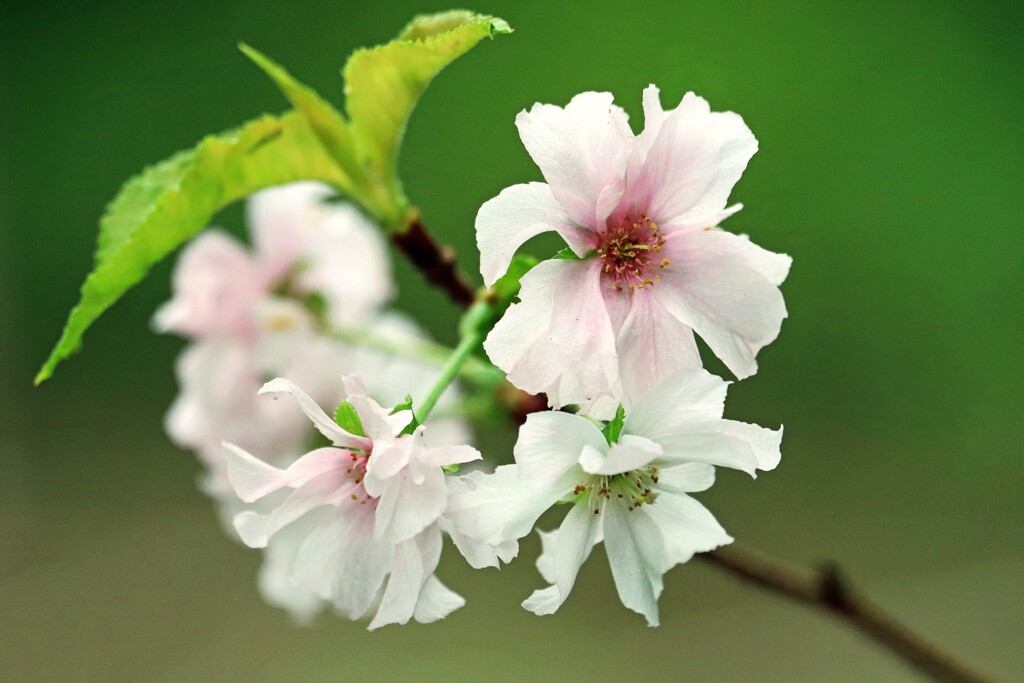 十月の桜