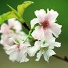 十月の桜