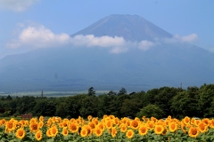 ひまわりと富士山