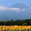 ひまわりと富士山