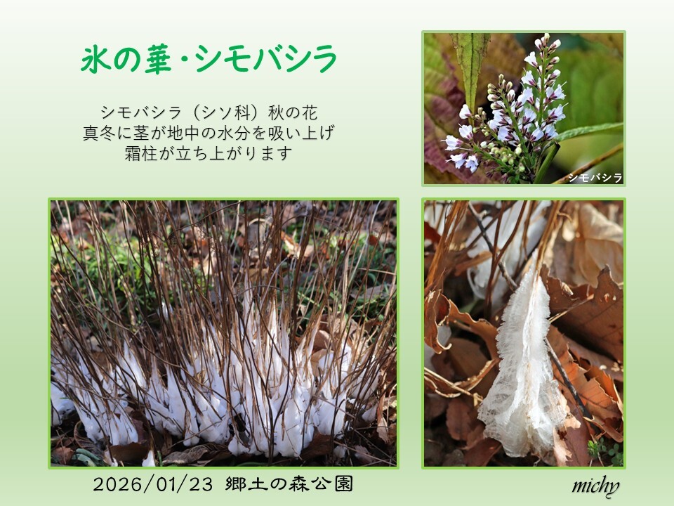 氷の華・シモバシラ