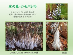 氷の華・シモバシラ