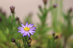 秋の山野草・コヨメナ