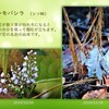 シモバシラという名の花