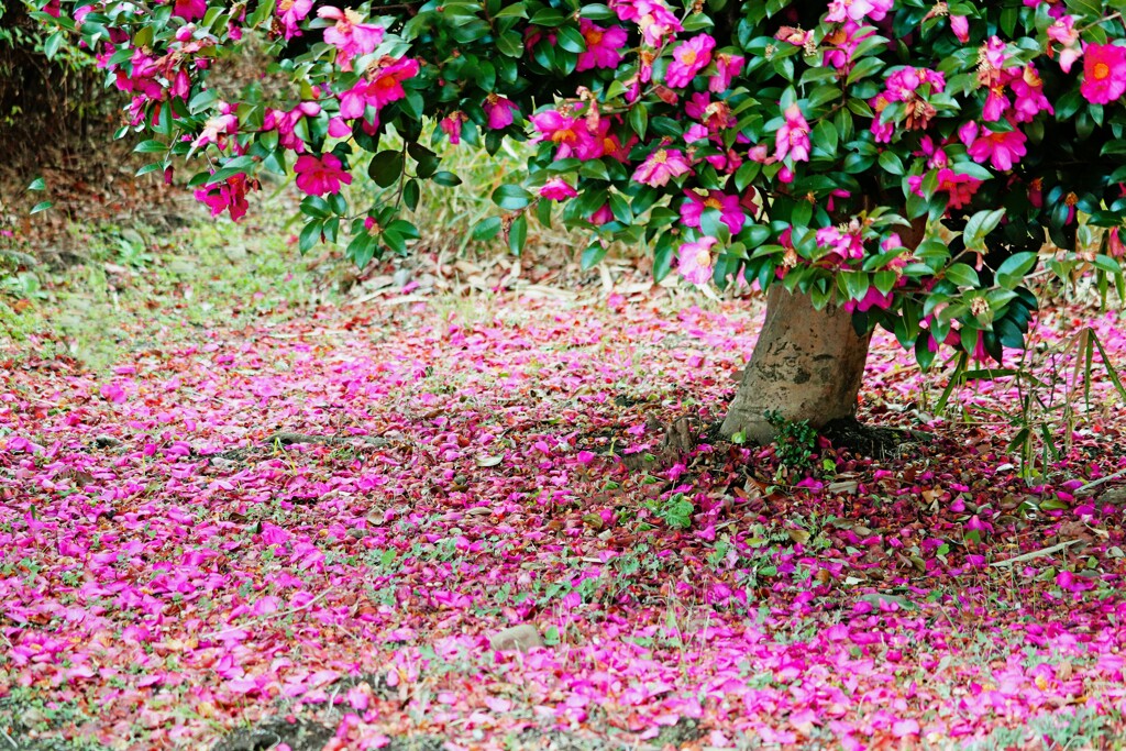 山茶花散る